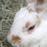 マダム　ラビット