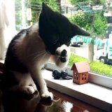 華凛✒銘木ボールペン