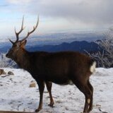 フィリフィヨンカ