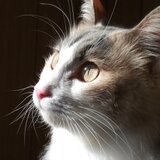 猫豆