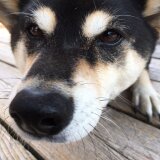 ゆずいちご