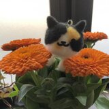 Y'sふぁくとりー