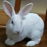 日々の木工と癒し・オーダー可能