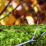 ramuneyo｜木の生活道具