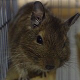 う づ み づ の も り