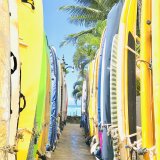 〜 P  BLUE  DOG 〜