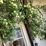 Ｂloom＊Ｒira