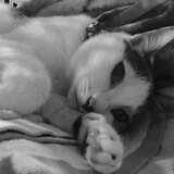 月読（ツクヨミ）