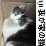 譲り葉