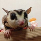 ちゃぶ