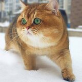 ぶちゃ