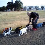 ネコカブリワークス