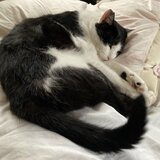 むじ