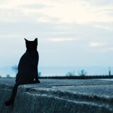 光✨の導き✨黒猫