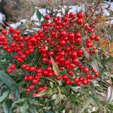 **手編みのリリー