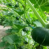 宇都宮ペットセンター