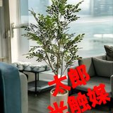 太郎