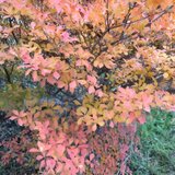 クリスタル・Rose