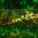 幻想と美の写真店