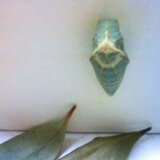 アトリエ　pu-pa