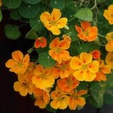 nasturtium