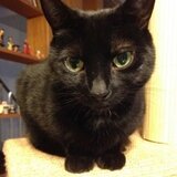 猫頭堂（ねこつむりどう）