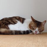 sokoke_cat_accessory