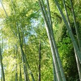 三十三-SATOMI-