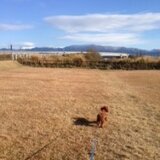 おっきいトイプーぽっちゃりママン