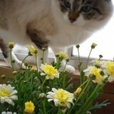 ささ工房