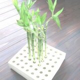 新田　学(GAKU-CO-BO)