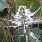 アトリエピリカ