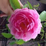 メアリーローズ