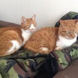 ウッドヘッズ
