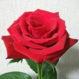 雅