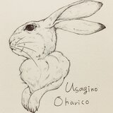 ウサギノオハリコ
