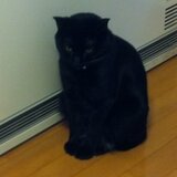 工房R ねこれおん