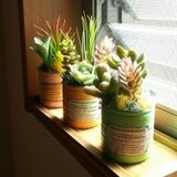 多肉工房　たにぷく