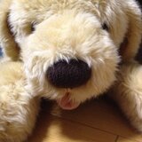 yoppi