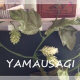 yamausagi