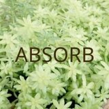 ABSORB
