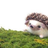 ひなたぼっこのハリネズミ　羊毛フェルト