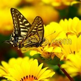 ★送料無料★蝶の写真「飛躍」