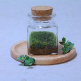 苔のテラリウム　ミニボトルで始める【コケリウム】