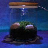 ＬＥＤ照明付きのテラリウム（苔リウム）優しい光に照らされて