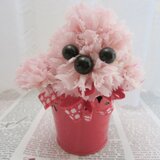 野原で遊ぶプードル