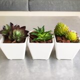 お手入れいらずミニ多肉［3コセット］