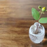 いちりん　全泡の画像