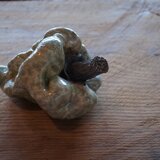 ピーマン　枯黄色