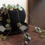 植木鉢｜鉢口径8cm［プラスチック樹脂］